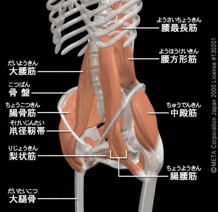 腰の筋肉