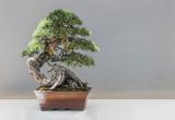 bonsai-1805501_640